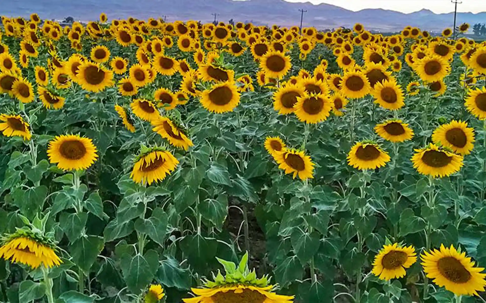 جشن آفتابگردان