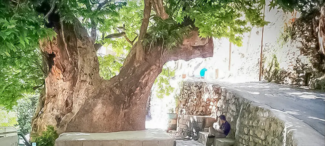 چنار شرکان